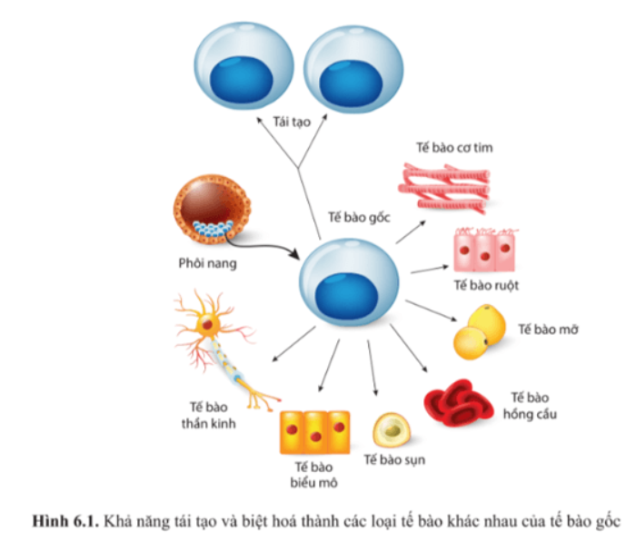 Giải Chuyên đề Sinh học 10 Cánh diều bài 6