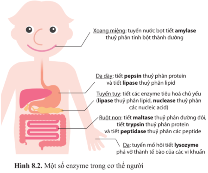 Giải Chuyên đề Sinh học 10 Cánh diều bài 8