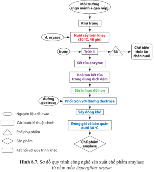 Giải Chuyên đề Sinh học 10 Cánh diều bài 8