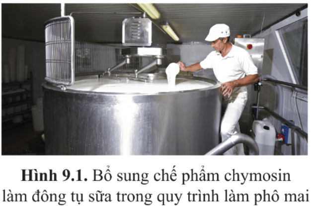 Giải Chuyên đề Sinh học 10 Cánh diều bài 9