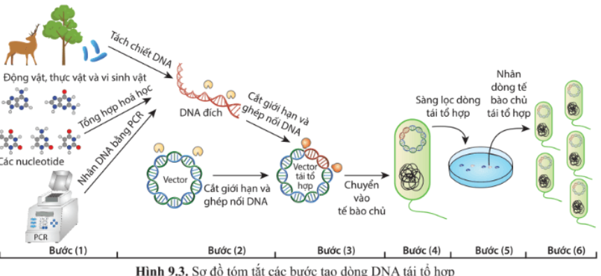 Giải Chuyên đề Sinh học 10 Cánh diều bài 9