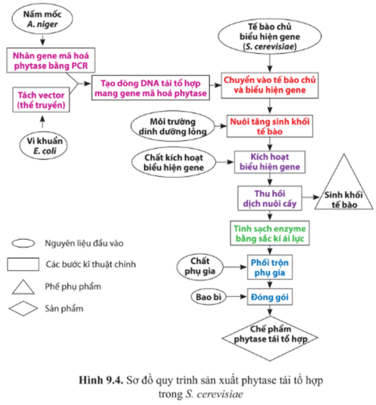 Giải Chuyên đề Sinh học 10 Cánh diều bài 9