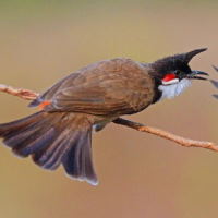 Giáo án Ngữ văn 6 Bài 3: Con chào mào