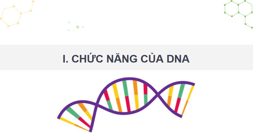 PowerPoint Sinh 12 Kết nối tri thức