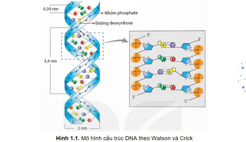PowerPoint Sinh 12 Kết nối tri thức
