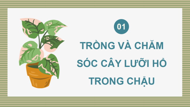 PowerPoint Công nghệ 4 Bài 7: Trồng và chăm sóc cây cảnh trong chậu