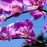 Giáo án Công nghệ 4 Bài 2: Một số loại hoa phổ biến