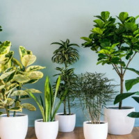 Giáo án Công nghệ 4 Bài 3: Một số loại cây cảnh phổ biến