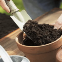 Giáo án Công nghệ 4 Bài 5: Gieo hạt và trồng cây con trong chậu