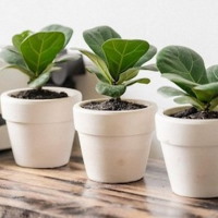 Giáo án Công nghệ 4 Bài 7: Trồng và chăm sóc cây cảnh trong chậu