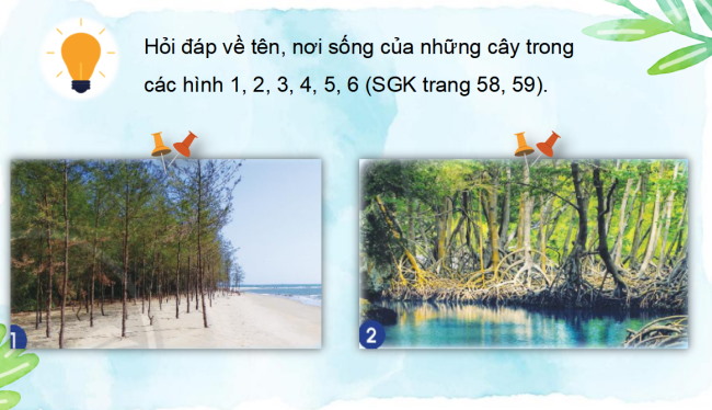 PowerPoint Tự nhiên và xã hội 2 Bài 14: Thực vật sống ở đâu