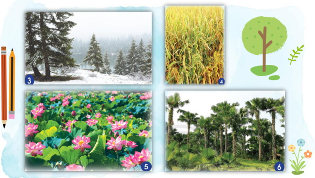 PowerPoint Tự nhiên và xã hội 2 Bài 14: Thực vật sống ở đâu