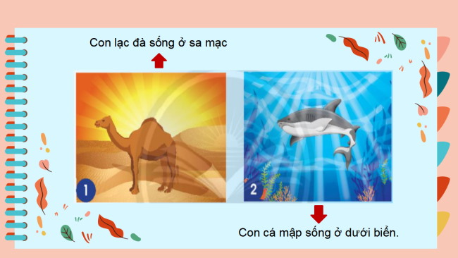 PowerPoint Tự nhiên và xã hội 2 Bài 15: Động vật sống ở đâu