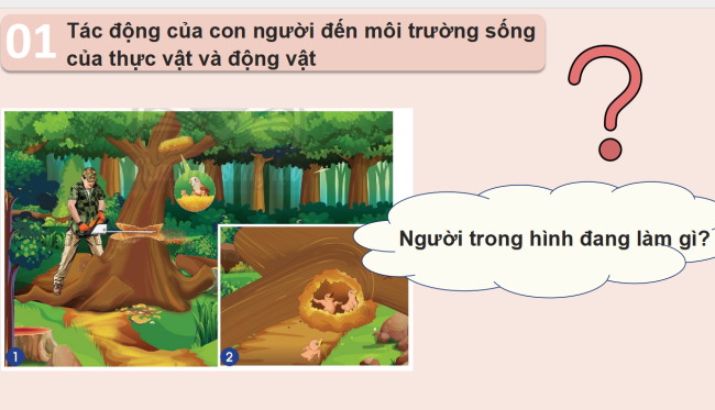 PowerPoint Tự nhiên và xã hội 2 Bài 16: Bảo vệ môi trường sống của thực vật và động vật