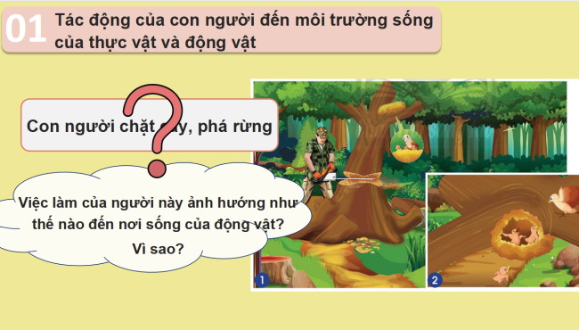 PowerPoint Tự nhiên và xã hội 2 Bài 16: Bảo vệ môi trường sống của thực vật và động vật