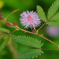 Giáo án Tiếng Việt 2 Bài 7: Cây xấu hổ