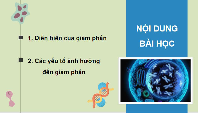 Giáo án PowerPoint Sinh học 10 Kết nối tri thức Bài 17