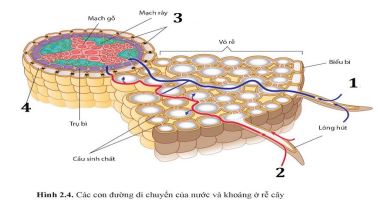 Đề cương ôn tập thi giữa học kì 1 môn Sinh học 11 Chân trời sáng tạo