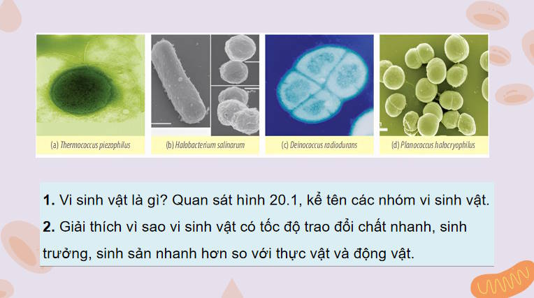 Giáo án PowerPoint Sinh học 10 Kết nối Bài 20