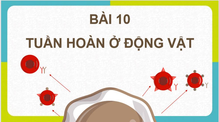 Giáo án PowerPoint Sinh học 11 Kết nối Bài 10