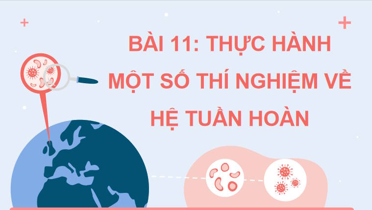 Giáo án PowerPoint Sinh học 11 Kết nối Bài 11