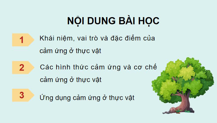 Giáo án PowerPoint Sinh học 11 Kết nối Bài 15