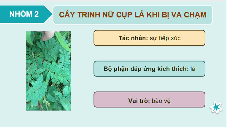 Giáo án PowerPoint Sinh học 11 Kết nối Bài 15