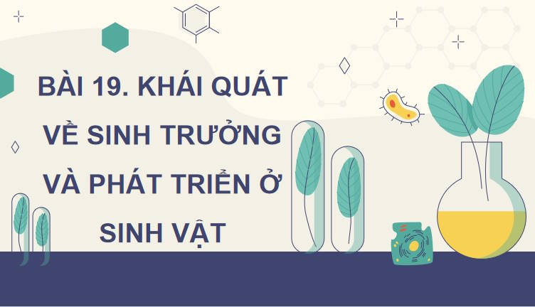 Giáo án PowerPoint Sinh học 11 Kết nối Bài 19