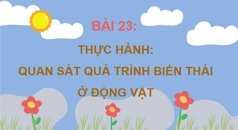 Giáo án PowerPoint Sinh học 11 Kết nối Bài 23