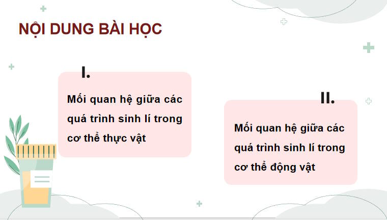 Giáo án PowerPoint Sinh học 11 Kết nối Bài 28