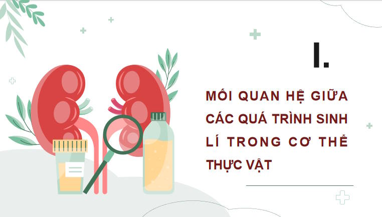 Giáo án PowerPoint Sinh học 11 Kết nối Bài 28