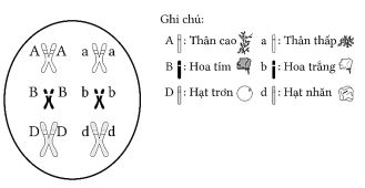 Học thuyết Mendel - quy luật phân li