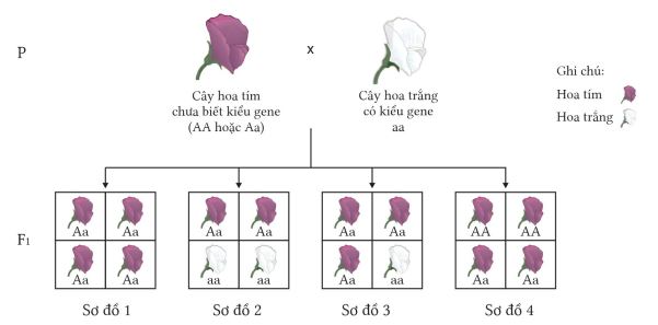 Bộ câu hỏi trả lời ngắn về học thuyết Mendel - quy luật phân li
