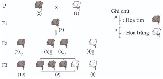 Bộ câu hỏi trả lời ngắn về học thuyết Mendel - quy luật phân li