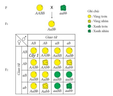 Bộ câu hỏi trả lời ngắn về Quy luật phân li độc lập