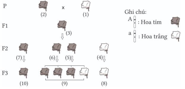 Bộ câu hỏi trắc nghiệm đúng sai về học thuyết Mendel - quy luật phân li