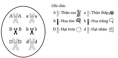 Bộ câu hỏi trắc nghiệm về học thuyết Mendel - quy luật phân li