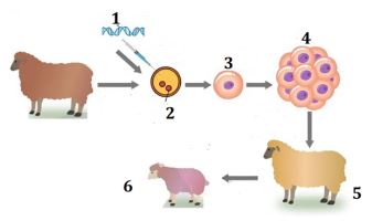 Bộ câu hỏi trả lời ngắn về Công nghệ gene