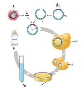 Bộ câu hỏi trả lời ngắn về Công nghệ gene