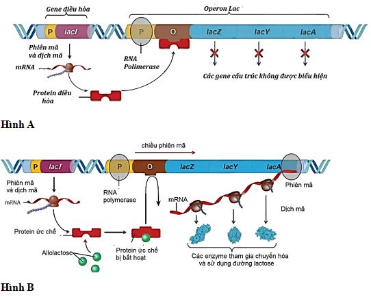 Bộ câu hỏi trắc nghiệm đúng sai về Điều hòa biểu hiện gene