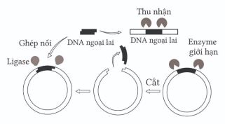 Bộ câu hỏi trắc nghiệm về Công nghệ gene