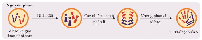 Bộ câu hỏi trắc nghiệm về đột biến đa bội và dị đa bội