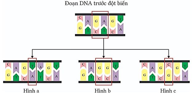 Bộ câu hỏi trả lời ngắn về Điều hòa biểu hiện gene