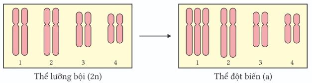 Bộ câu hỏi trắc nghiệm về đột biến lệch bội nhiễm sắc thể