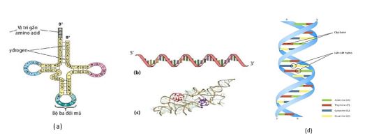 Gene, RNA phiên mã và dịch mã