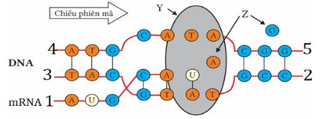 Gene, RNA phiên mã và dịch mã