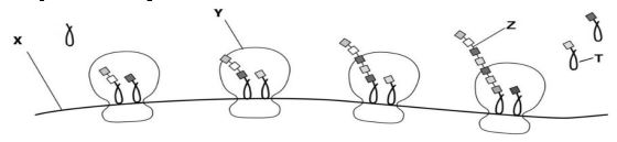 Gene, RNA phiên mã và dịch mã