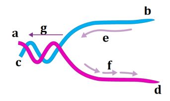 Nhân đôi DNA và ứng dụng nhân đôi DNA