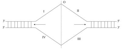 Nhân đôi DNA và ứng dụng nhân đôi DNA