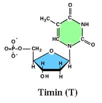 DNA và tính toán DNA